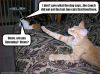 funny-pictures-your-cat-is-eaten-by-the-couch.jpg